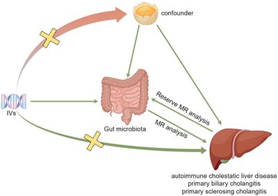 Association between gut microbiota and autoimmune cholestatic liver disease, a Mendelian randomization study